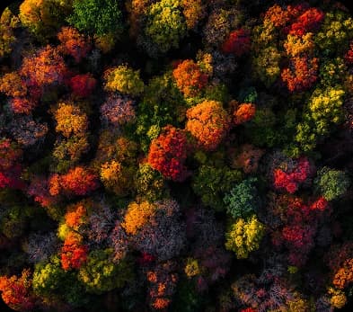 Canopy Mosaic